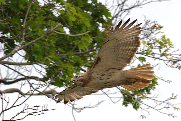 Red-Tailed Hawk Encounter 2015