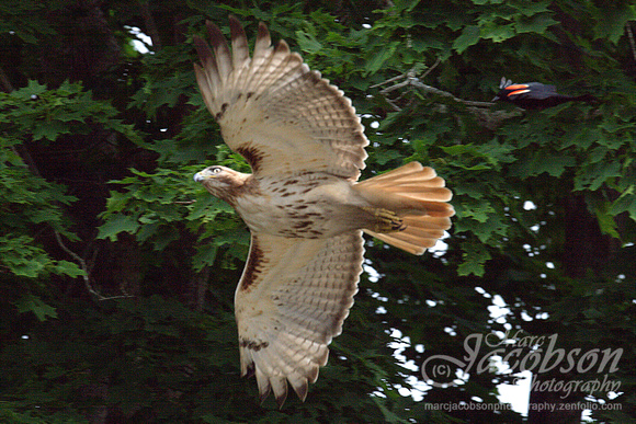 Red-Tailed Hawk Encounter 2015