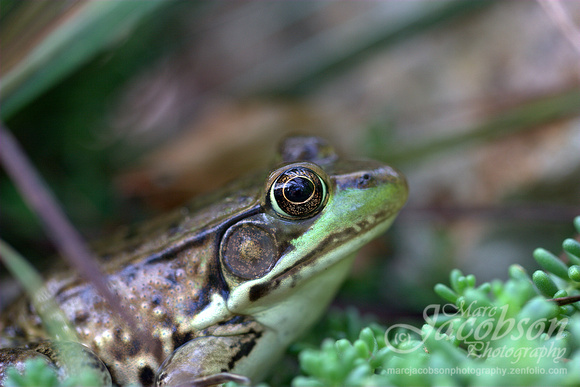 American Green Frog Encounter 2015