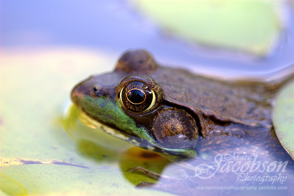 American Green Frog Encounter 2015