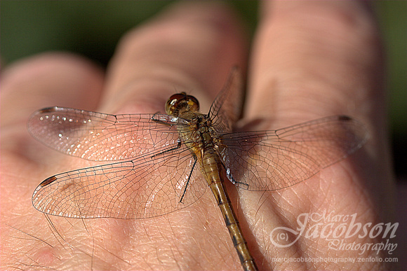 Dragonfly Encounter (Aug 2013)