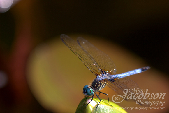 Dragonfly Encounter @ Pond (2013)