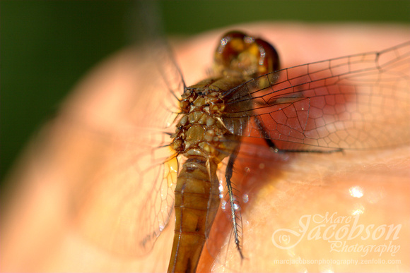 Dragonfly Encounter (Aug 2013)