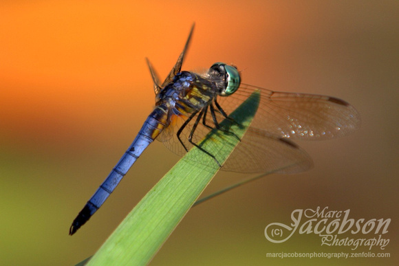 Dragonfly Encounter @ Pond (2013)