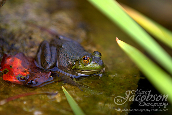 First Frog Encounter in Pond (Sept 2013)
