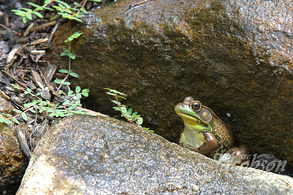 American Green Frog Encounter (2016)