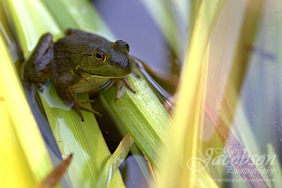 First Frog Encounter in Pond (Sept 2013)