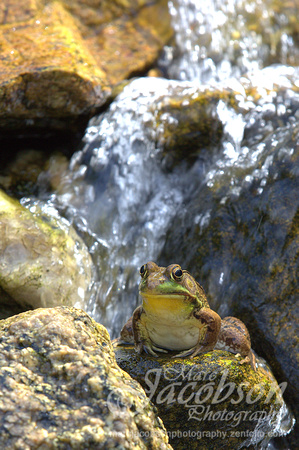 American Green Frog Encounter (2016)