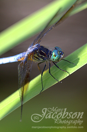 Dragonfly Encounter (July 2013)