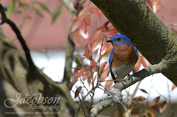 Backyard - Eastern Bluebird (Ocala)