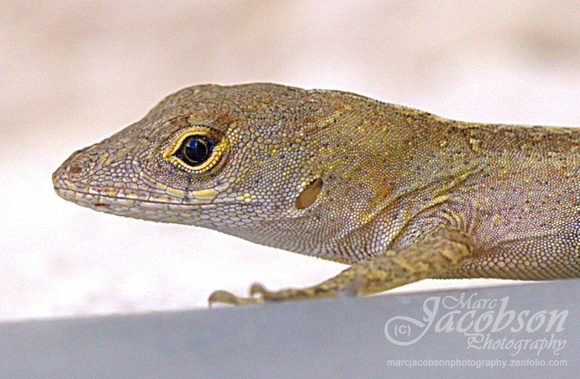 Backyard Gecko (Ocala)