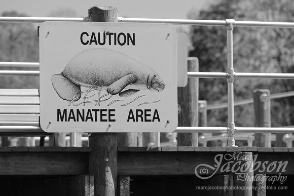 Manatee Watch (Crystal River, FL)