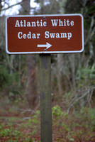 Atlantic White Cedar Swamp, Wellfleet, Cape Cod, MA