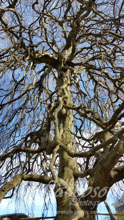 Old English Weeping Beech Tree (2017)