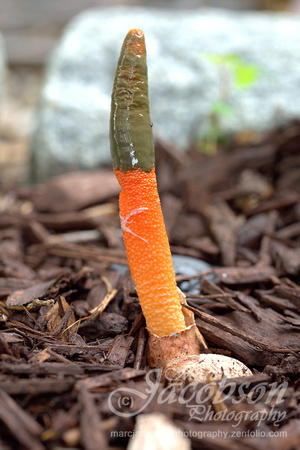 Devil's Dipstick / Elegant Stinkhorn (Fungus)