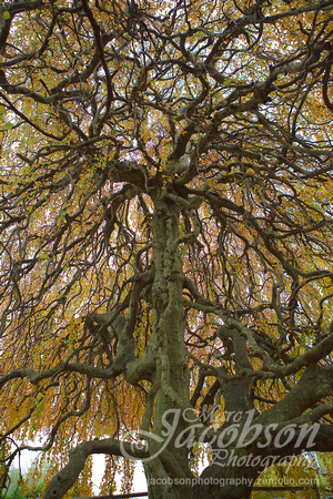 Old English Weeping Beech Tree (2016)