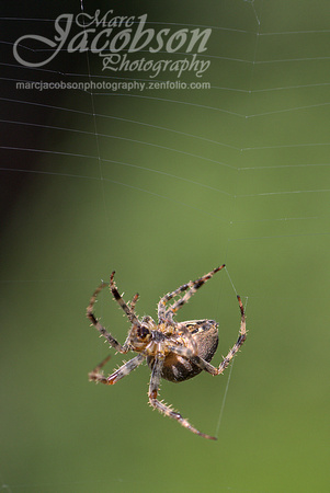 Garden Orb Weaver Spider Encounter (2017)