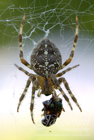 Garden Orb Weaver Spider Encounter (2017)