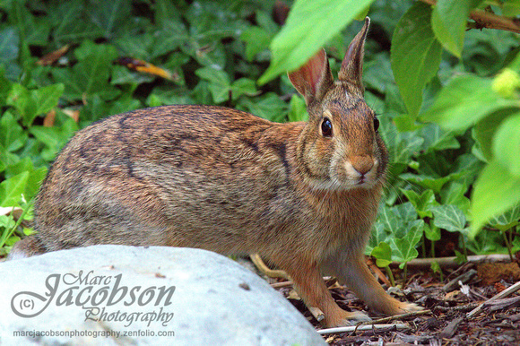 Eastern Cottontail Rabbit Encounter (2018)