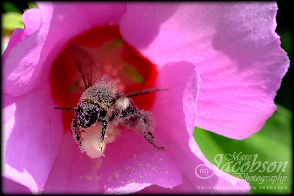 Bumble Bee Pollination (Rose of Sharon)