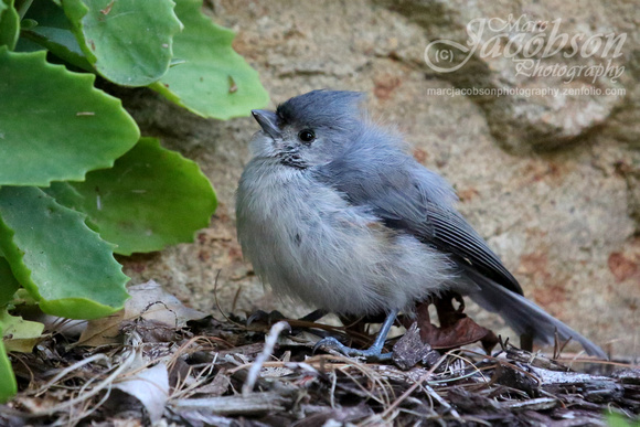 Tufted Titmouse Fledgling Encounter (2018)