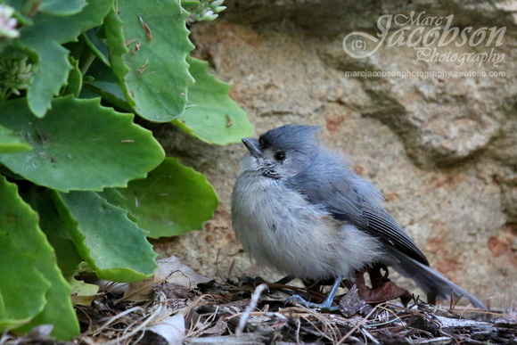 Tufted Titmouse Fledgling Encounter (2018)