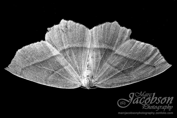 Pale Beauty Moth Encounter (2018)