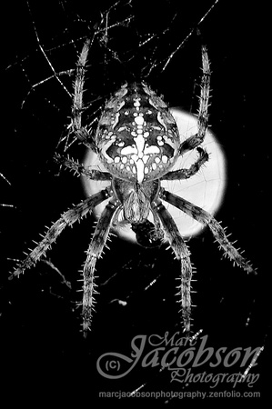 Garden Orb Weaver Spider Encounter (2018)