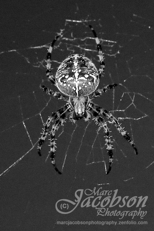 Garden Orb Weaver Spider Encounter (2018)