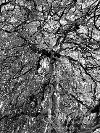 Old English Weeping Beech Tree (2018)