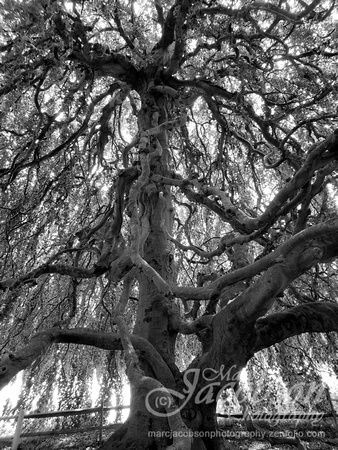 Old English Weeping Beech Tree (2018)