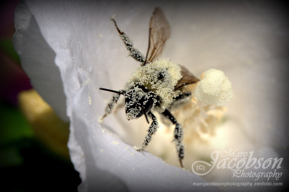 Bumble Bee Pollination (Rose of Sharon)