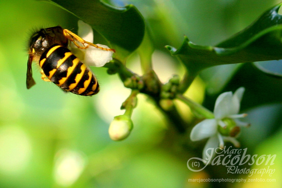 Bee Pollination (Holly Bush)