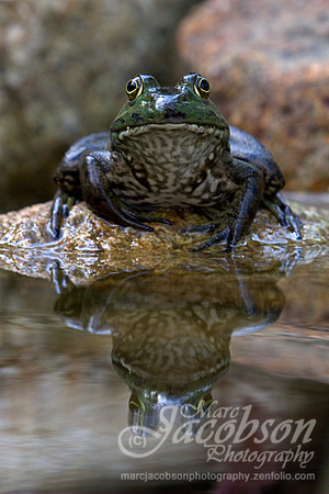 American Green Frog Encounter 2014