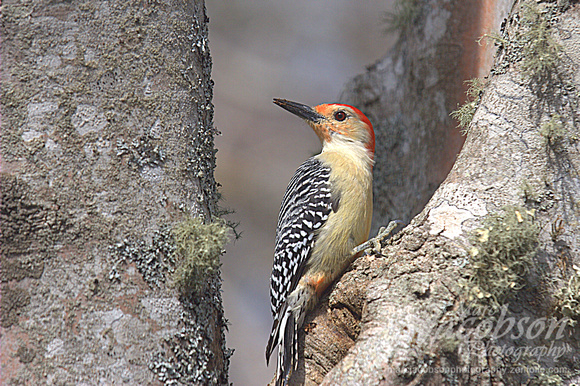 Red-Bellied Woodpecker Encounter