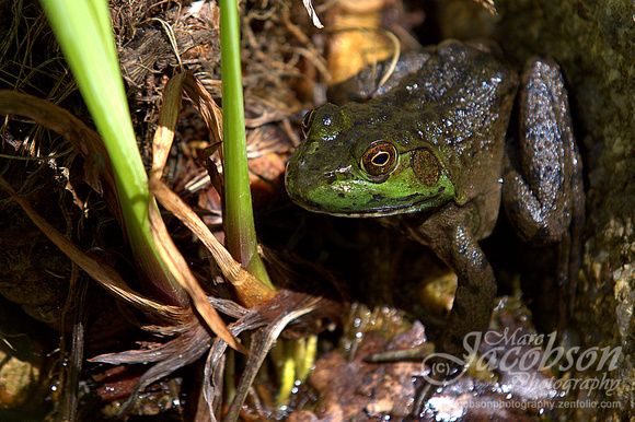 Frog Encounter 2014