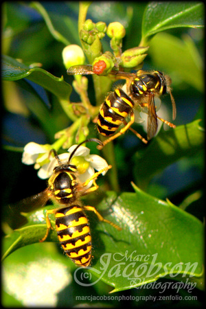 Bee Pollination (Holly Bush)